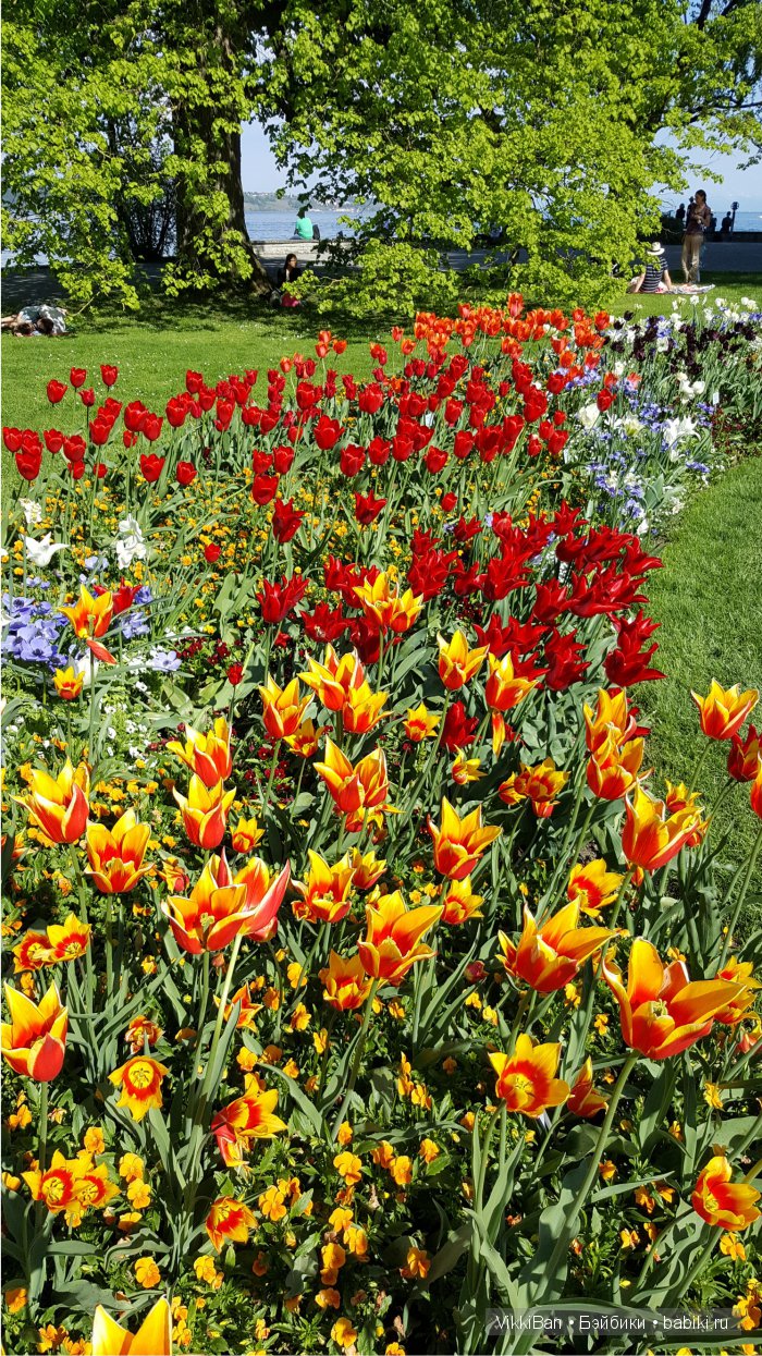 Остров Майнау. Германия — Туризм и путешествия: фотоотчеты из поездок