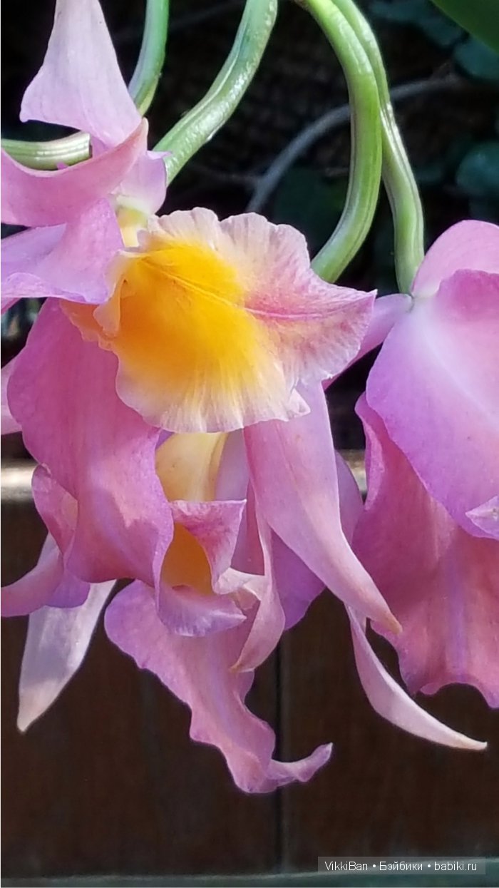 Остров Майнау. Германия — Туризм и путешествия: фотоотчеты из поездок