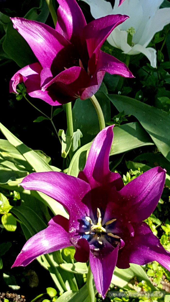 Остров Майнау. Германия — Туризм и путешествия: фотоотчеты из поездок