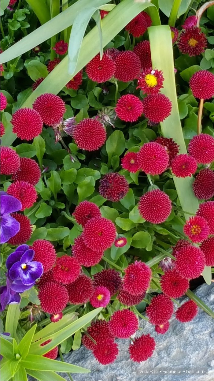 Остров Майнау. Германия — Туризм и путешествия: фотоотчеты из поездок