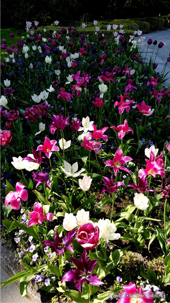 Остров Майнау. Германия — Туризм и путешествия: фотоотчеты из поездок