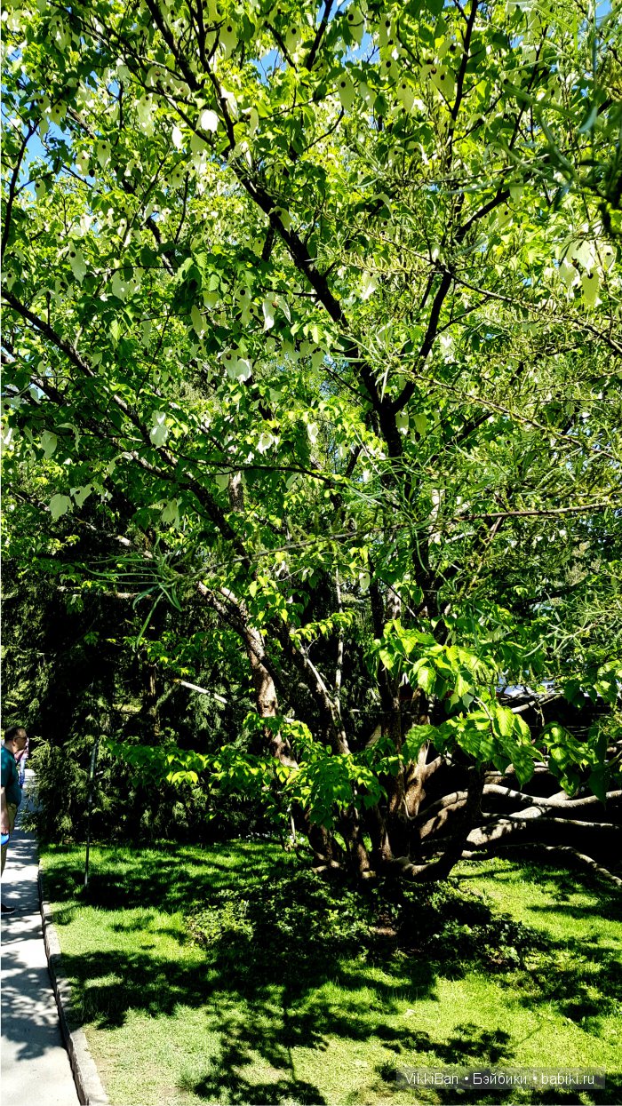 Остров Майнау. Германия — Туризм и путешествия: фотоотчеты из поездок