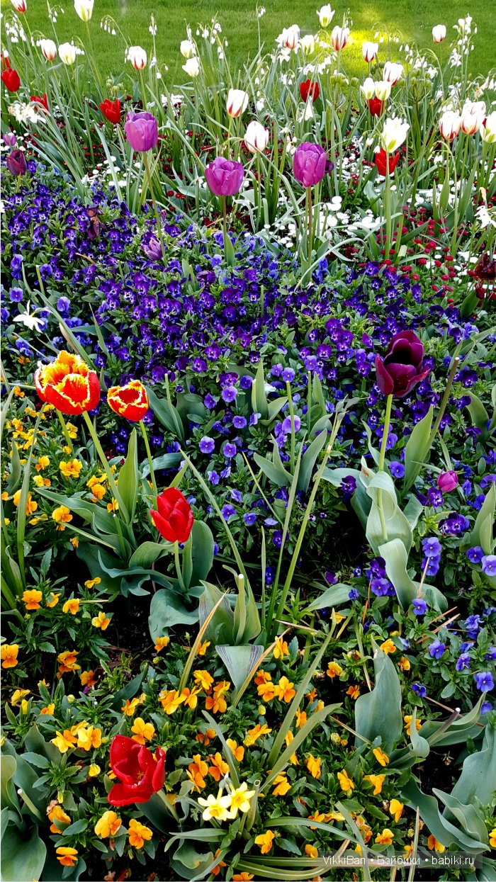 Остров Майнау. Германия — Туризм и путешествия: фотоотчеты из поездок