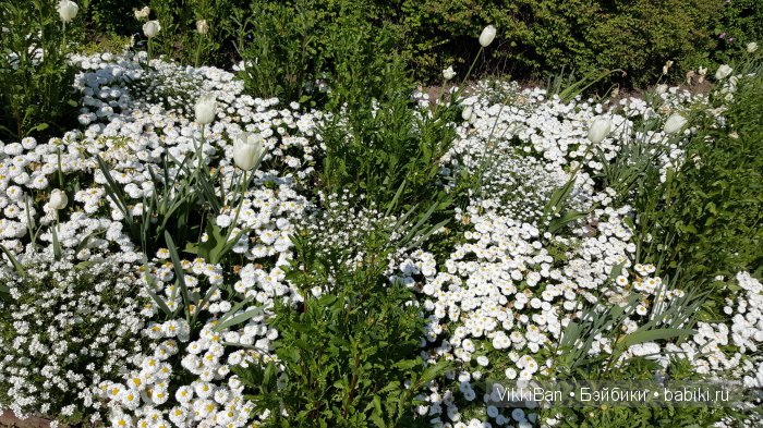 Остров Майнау. Германия — Туризм и путешествия: фотоотчеты из поездок
