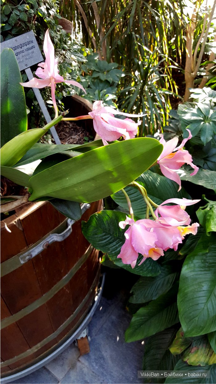 Остров Майнау. Германия — Туризм и путешествия: фотоотчеты из поездок