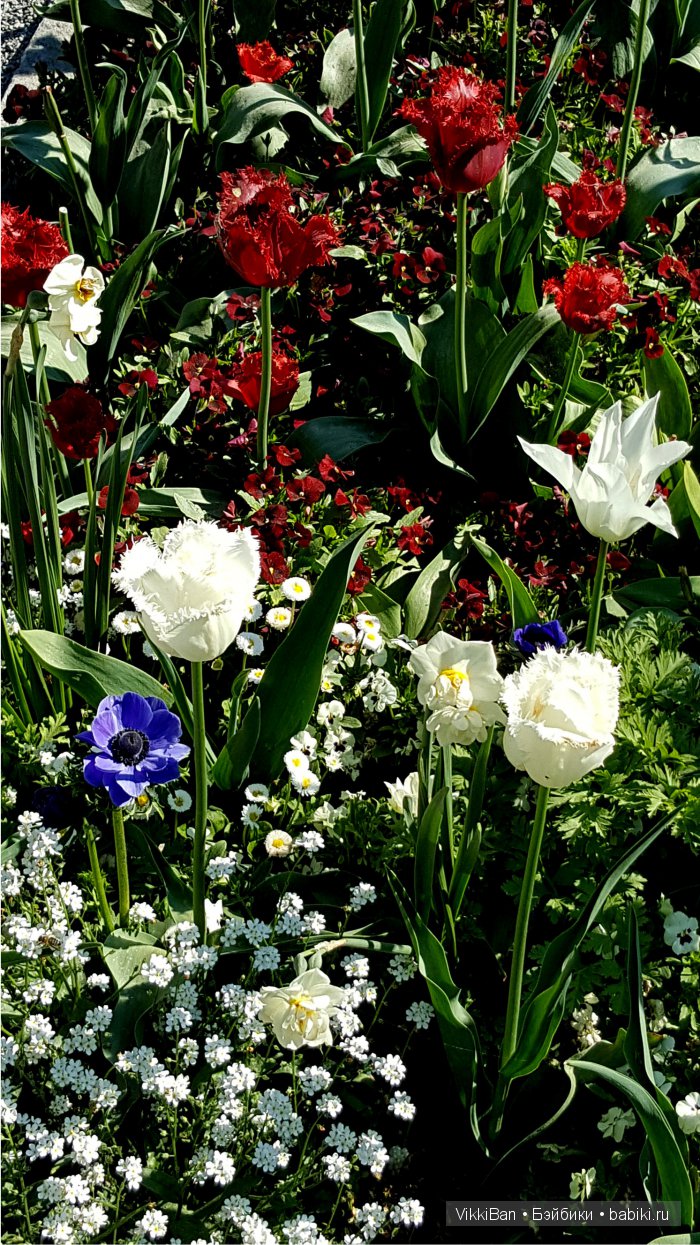 Остров Майнау. Германия — Туризм и путешествия: фотоотчеты из поездок