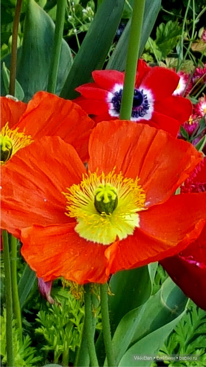 Остров Майнау. Германия — Туризм и путешествия: фотоотчеты из поездок