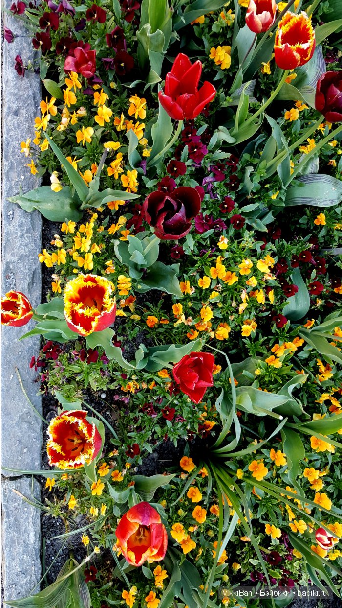 Остров Майнау. Германия — Туризм и путешествия: фотоотчеты из поездок