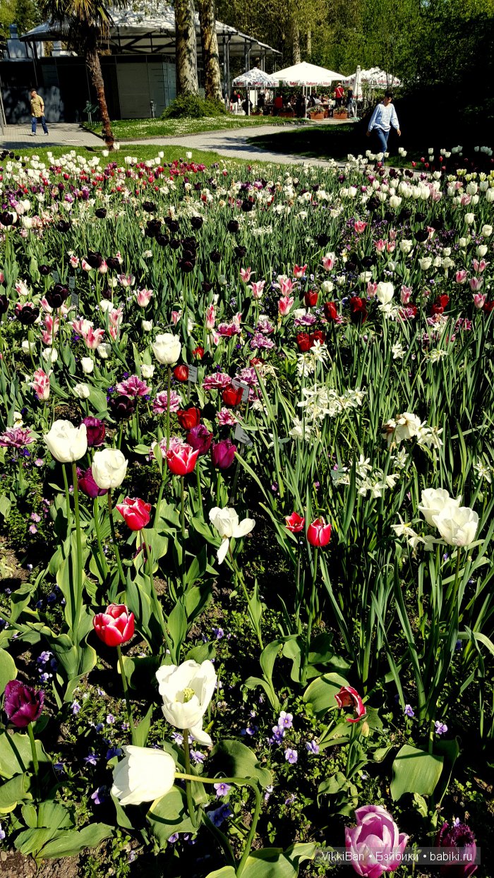 Остров Майнау. Германия — Туризм и путешествия: фотоотчеты из поездок