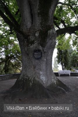 липа "Виктория"