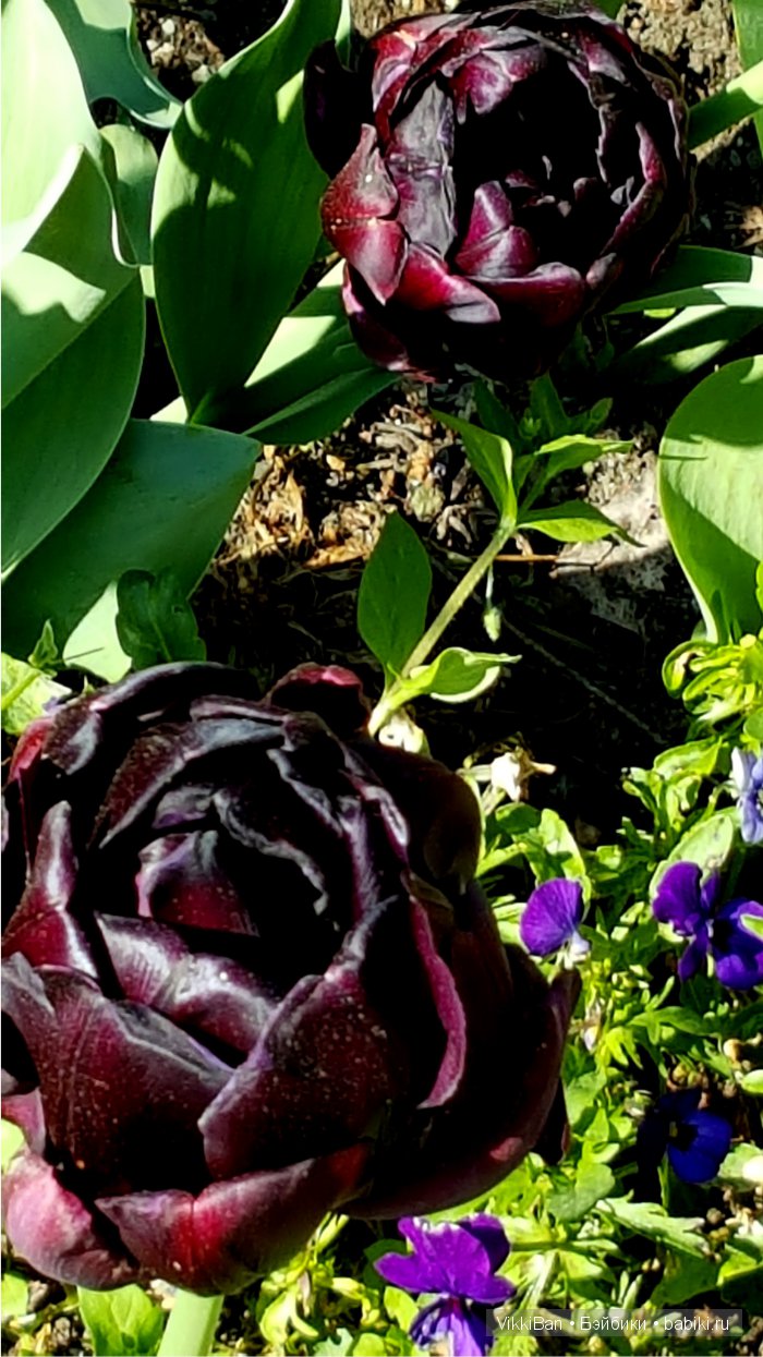 Остров Майнау. Германия — Туризм и путешествия: фотоотчеты из поездок