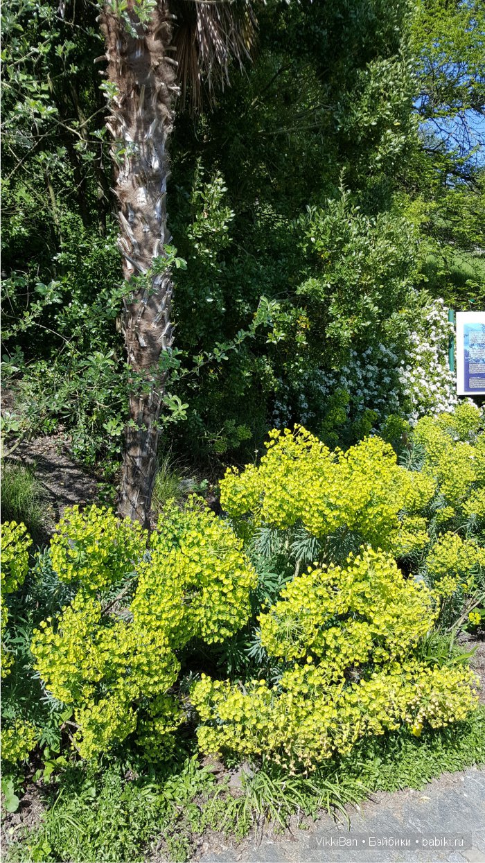 Остров Майнау. Германия — Туризм и путешествия: фотоотчеты из поездок