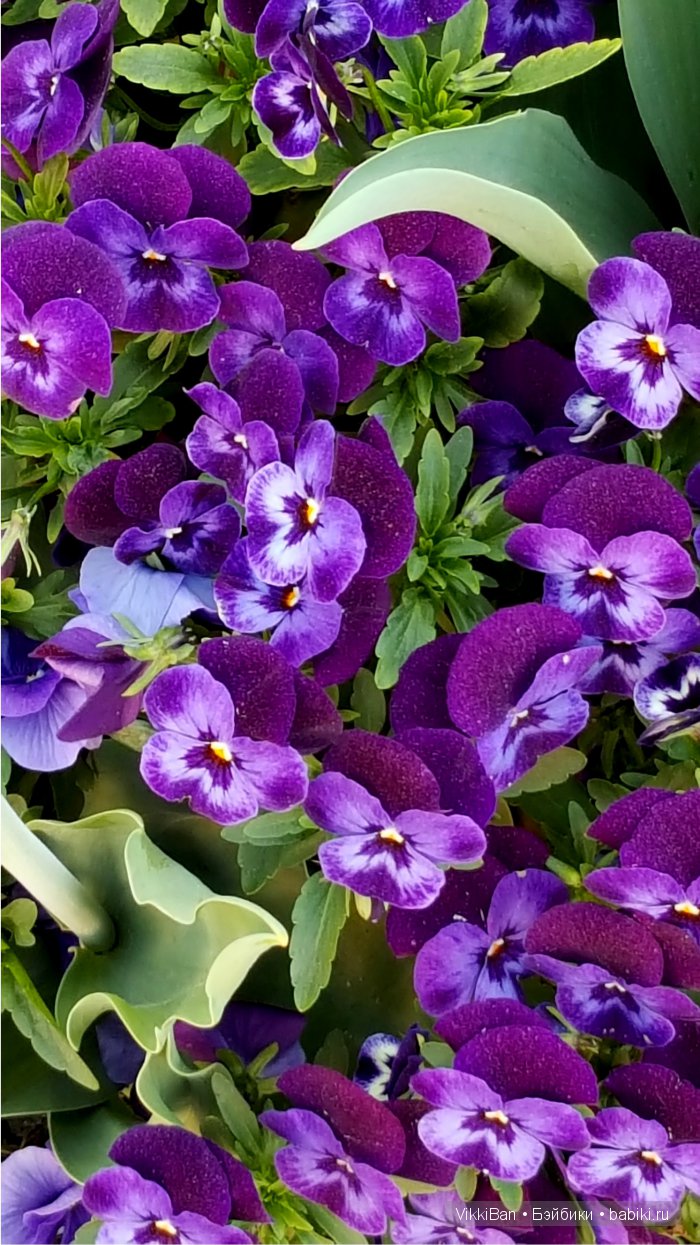 Остров Майнау. Германия — Туризм и путешествия: фотоотчеты из поездок