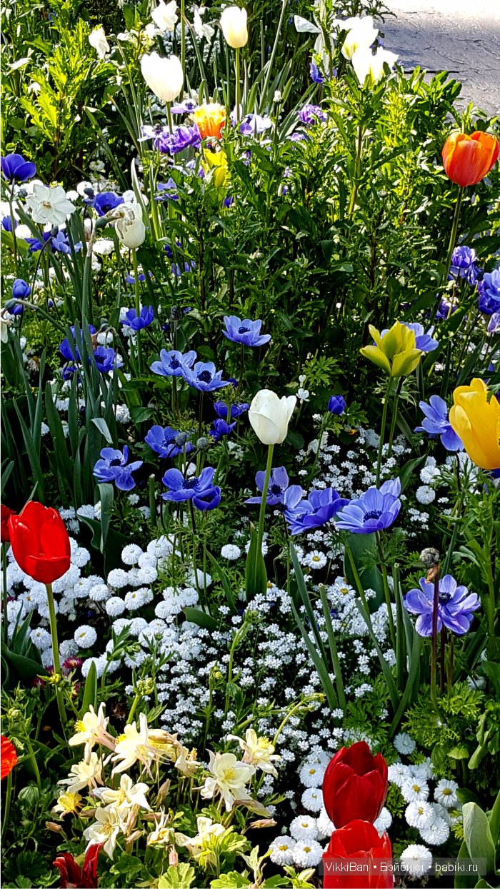 Остров Майнау. Германия — Туризм и путешествия: фотоотчеты из поездок