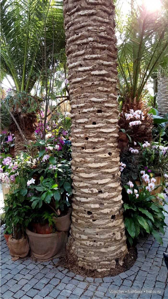 Остров Майнау. Германия — Туризм и путешествия: фотоотчеты из поездок