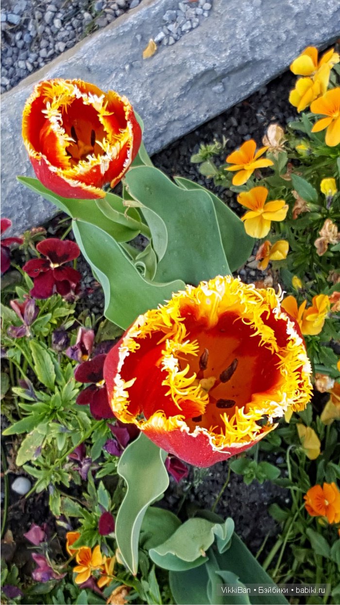 Остров Майнау. Германия — Туризм и путешествия: фотоотчеты из поездок