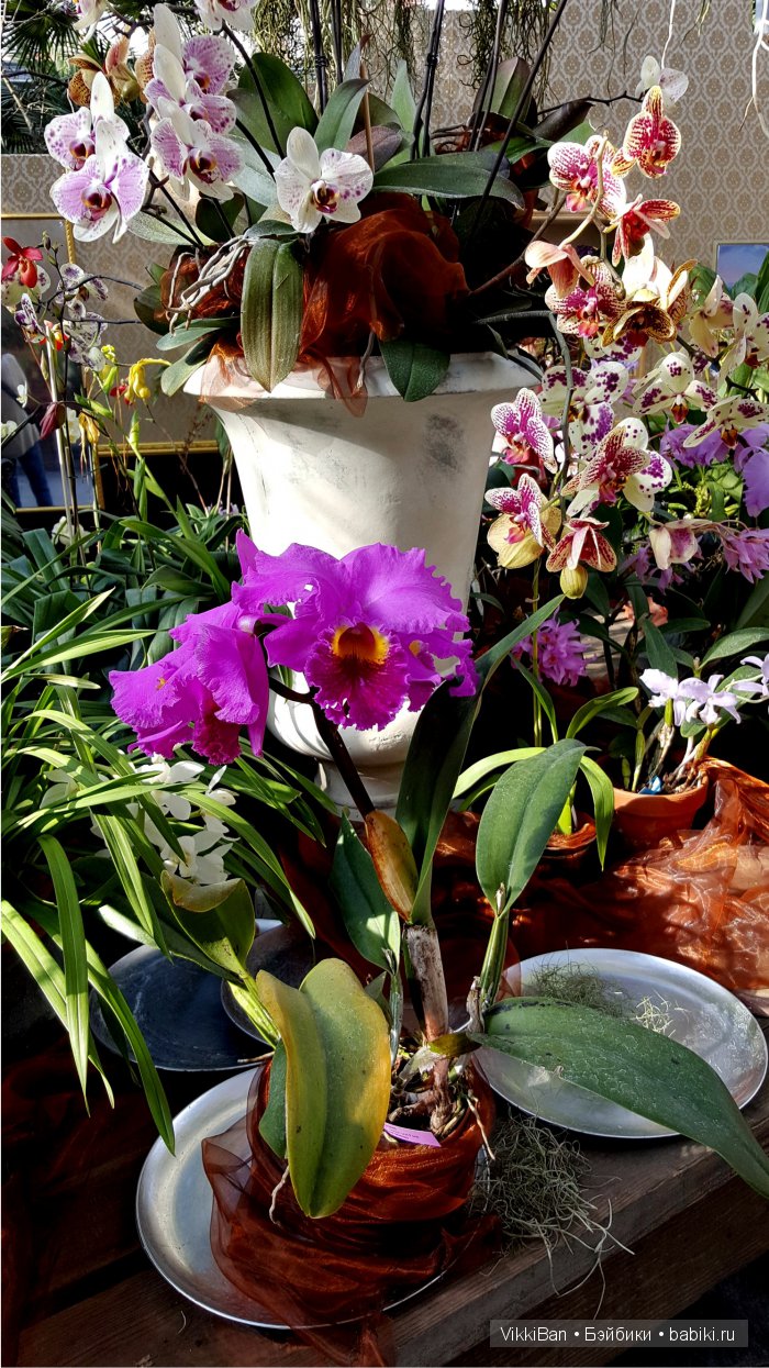 Остров Майнау. Германия — Туризм и путешествия: фотоотчеты из поездок