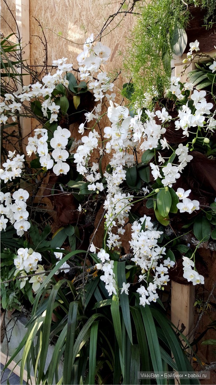 Остров Майнау. Германия — Туризм и путешествия: фотоотчеты из поездок