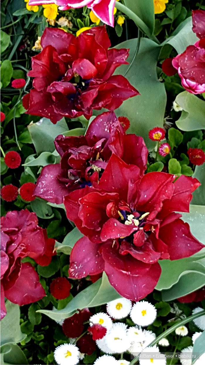 Остров Майнау. Германия — Туризм и путешествия: фотоотчеты из поездок