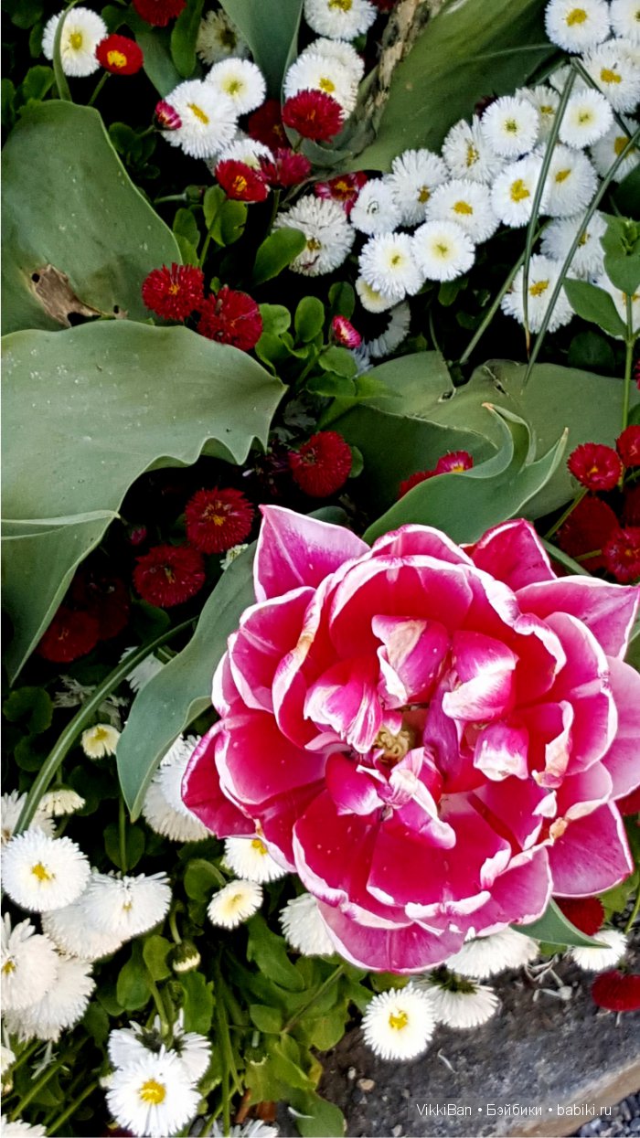 Остров Майнау. Германия — Туризм и путешествия: фотоотчеты из поездок