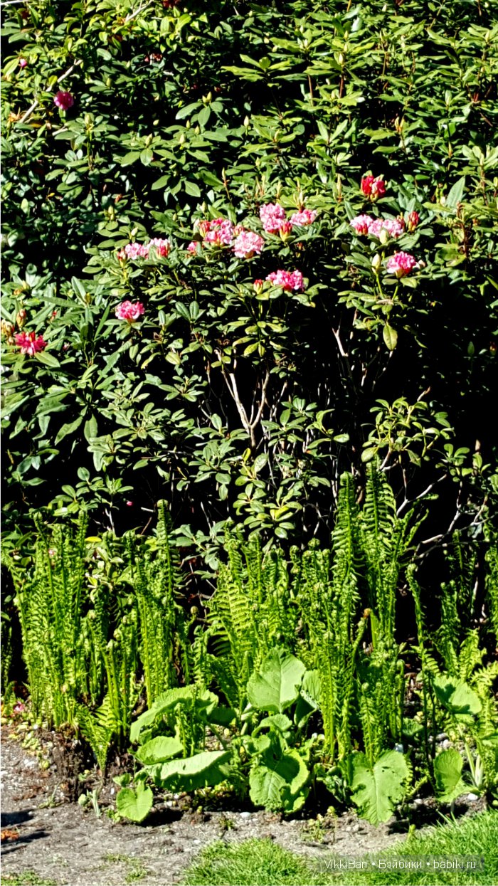 Остров Майнау. Германия — Туризм и путешествия: фотоотчеты из поездок