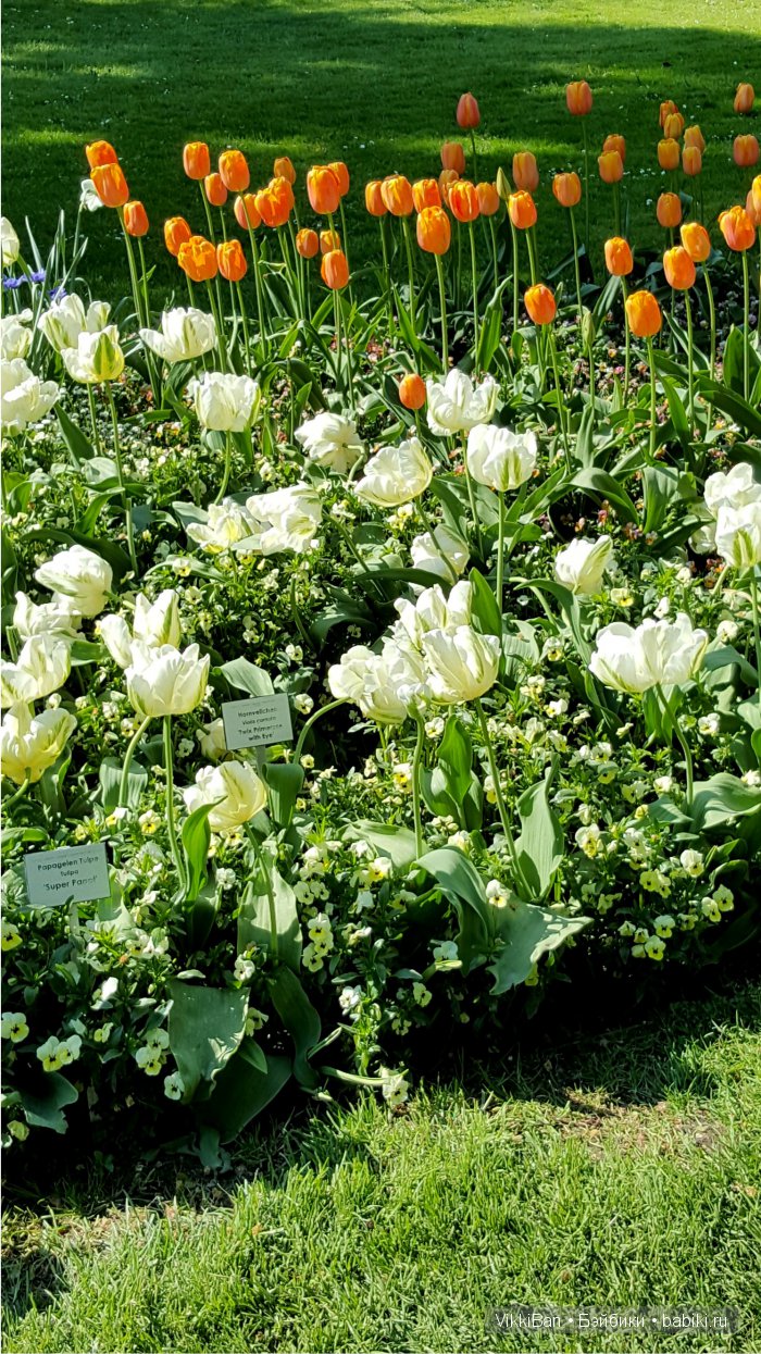 Остров Майнау. Германия — Туризм и путешествия: фотоотчеты из поездок