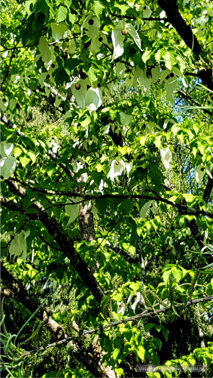 Остров Майнау. Германия — Туризм и путешествия: фотоотчеты из поездок