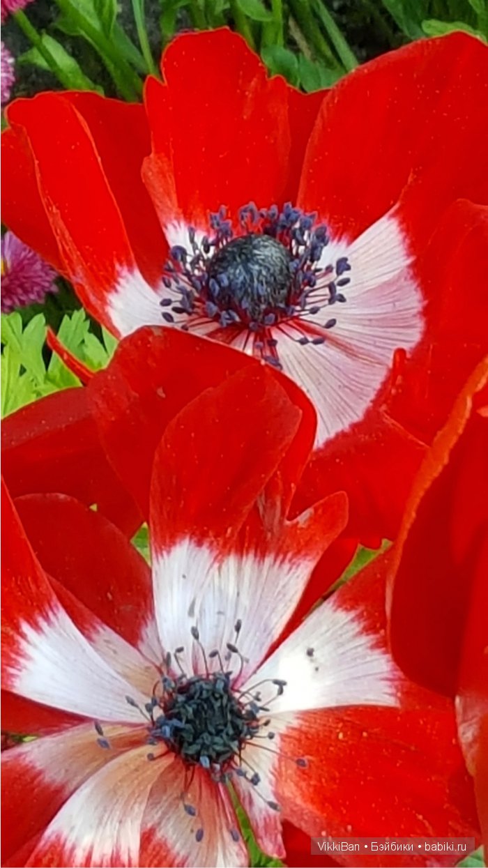 Остров Майнау. Германия — Туризм и путешествия: фотоотчеты из поездок