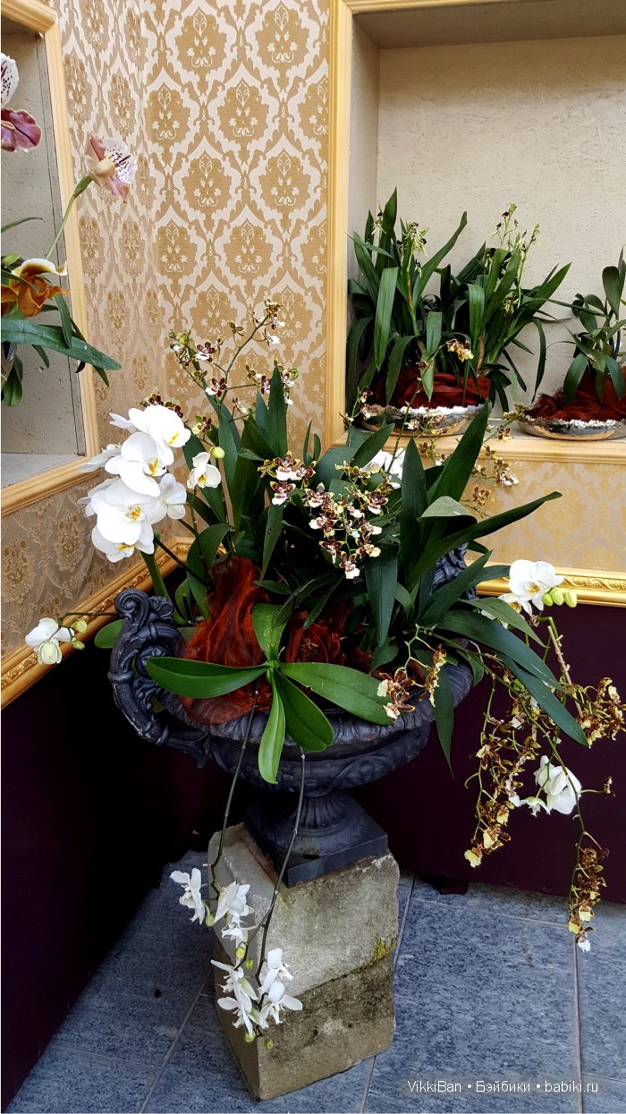 Остров Майнау. Германия — Туризм и путешествия: фотоотчеты из поездок