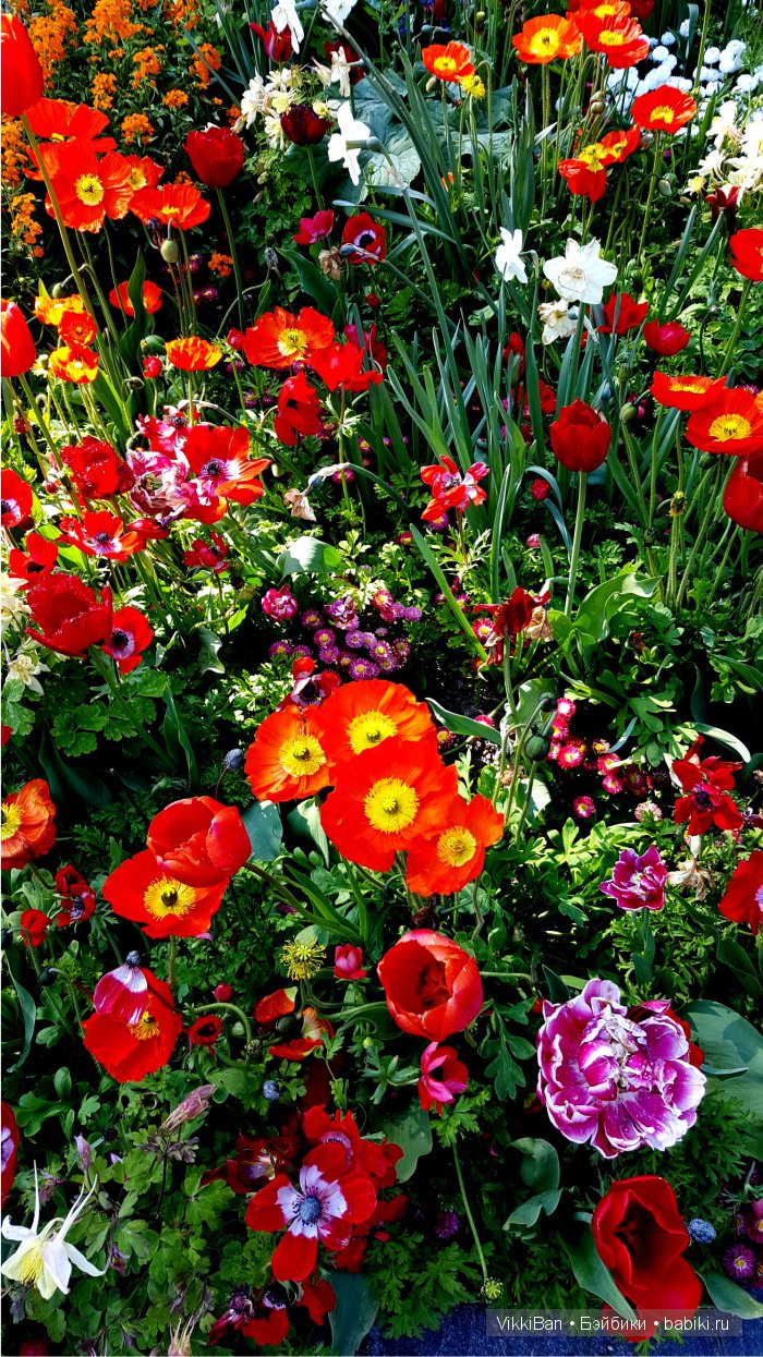 Остров Майнау. Германия — Туризм и путешествия: фотоотчеты из поездок