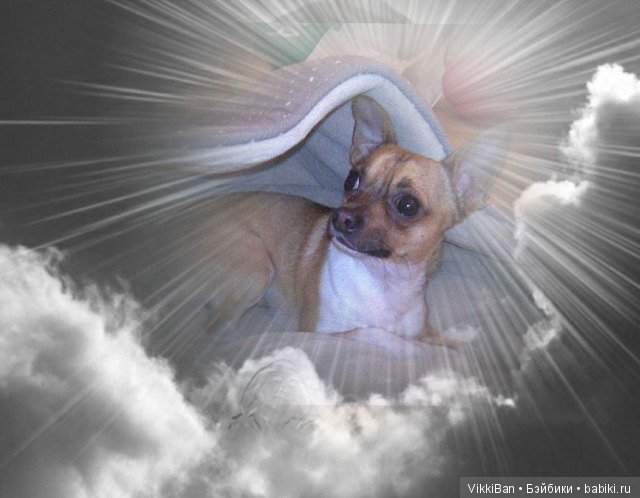 Сказка длинной в девять лет (фото 10)