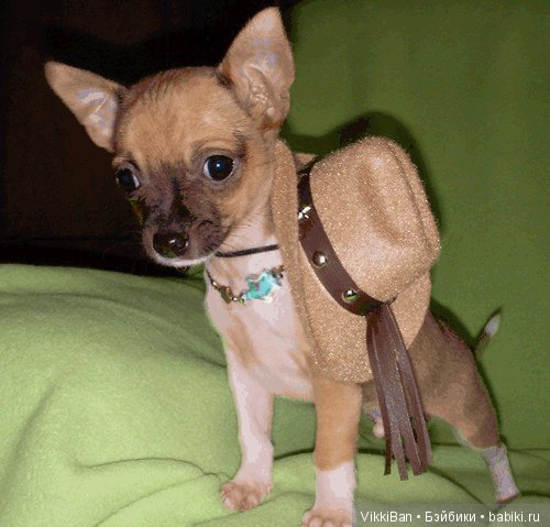 Таким он пришел к нам. Ему здесь 3-месяца.