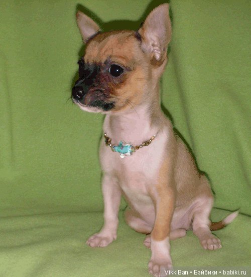 Сказка длинной в девять лет (фото 5)