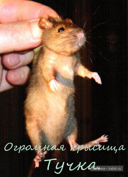мои  мышки и крыски