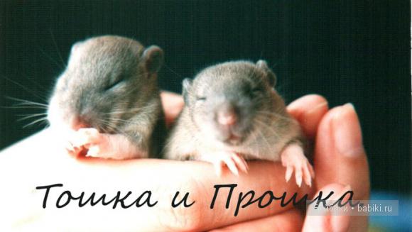 мои  мышки и крыски