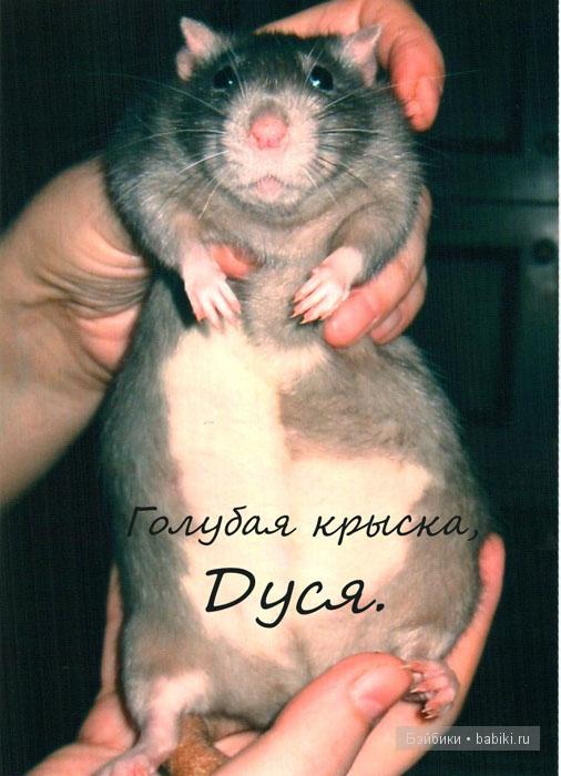 мои  мышки и крыски