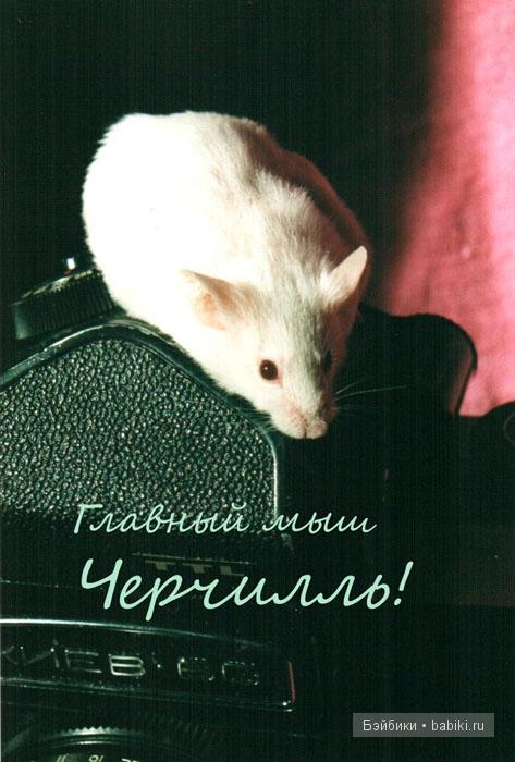 мои мышки и крыски