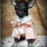 Подружка--той-терьер. ООАК Светланы Гришко