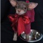 Авторские собачки Светланы Гришко