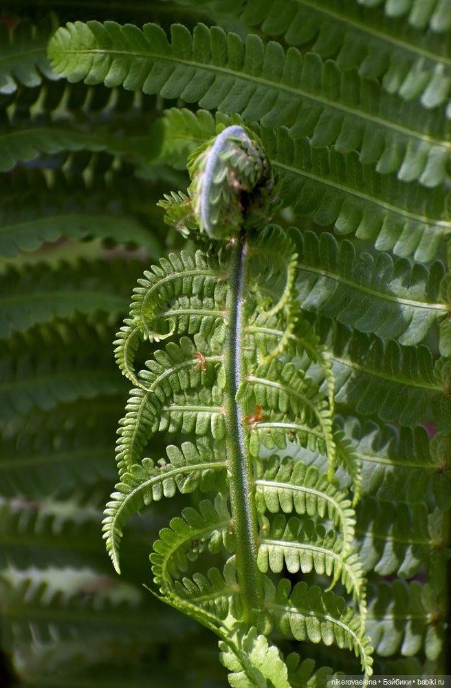 Фея Розария — Туризм и путешествия: фотоотчеты из поездок (фото 4)