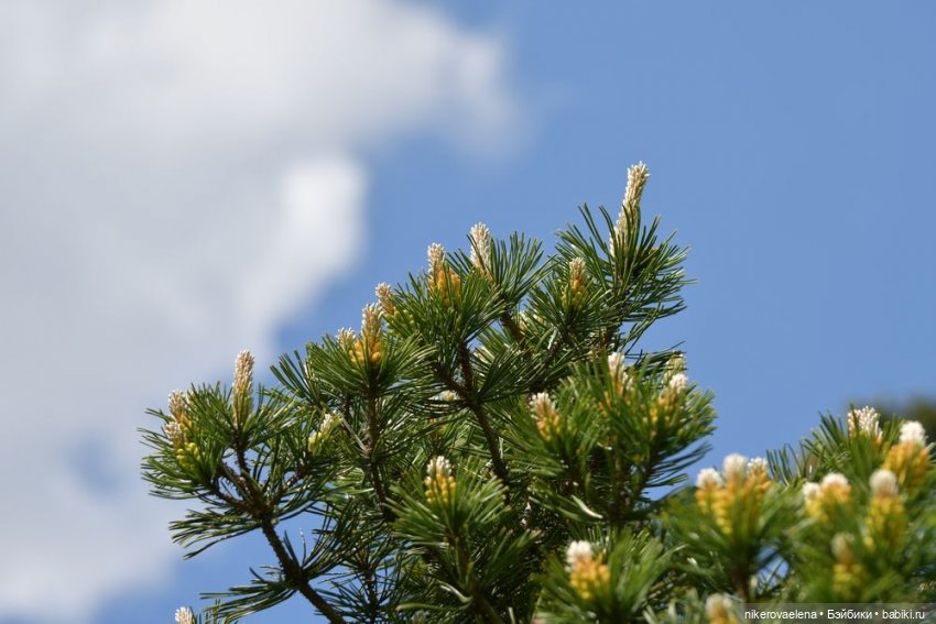 Фея Розария — Туризм и путешествия: фотоотчеты из поездок (фото 2)