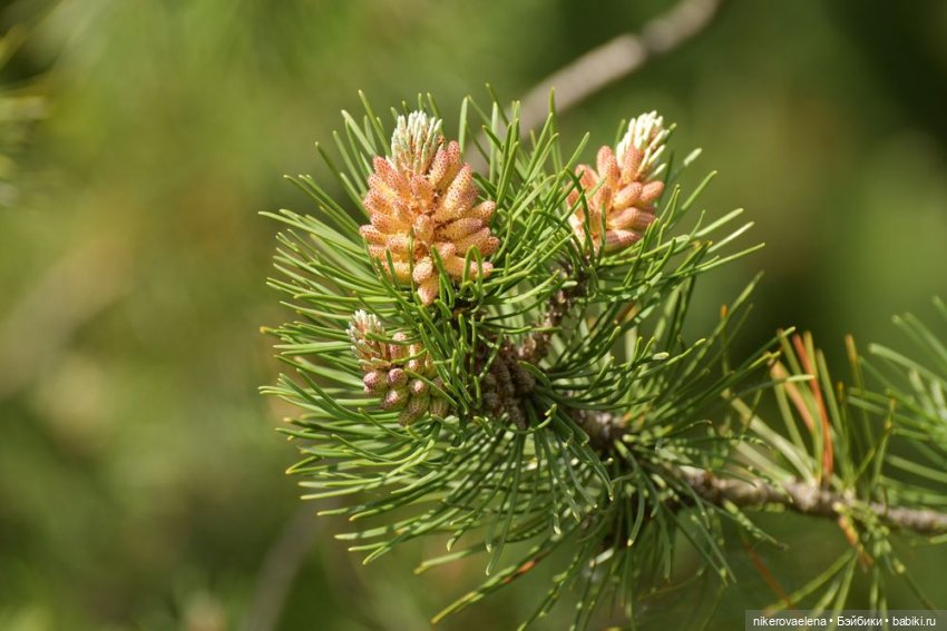 Фея Розария — Туризм и путешествия: фотоотчеты из поездок (фото 3)