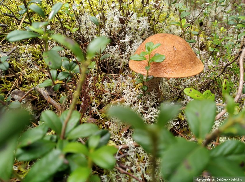 Черничка — Винтажные куклы ГДР (Немки): Бигги