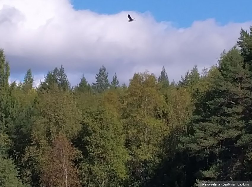 Черничка — Винтажные куклы ГДР (Немки): Бигги (фото 5)