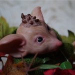 Мышонок реборн Пикси - или осень и божьи коровки