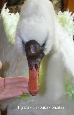 Сказка о зеленом лебеде, или колыбель для реборна