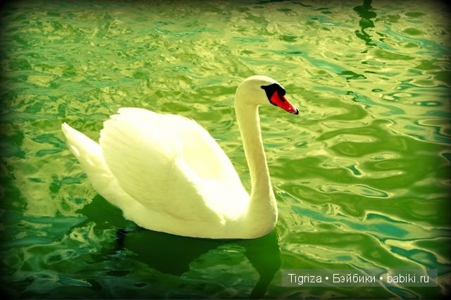 Сказка о зеленом лебеде, или колыбель для реборна