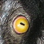 Сеньор Петруччио, или просто... козел Петя