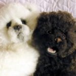 Разномастная двойня. Мишки из натурального меха