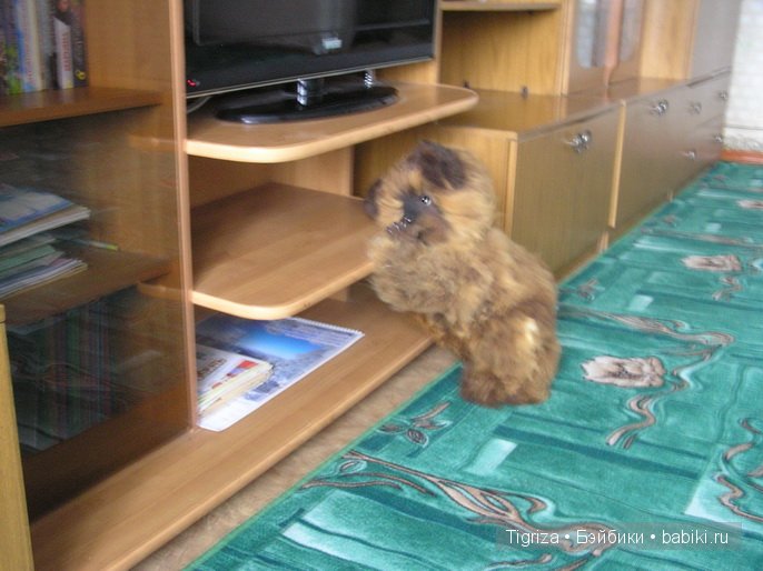 Мишка тедди готовится в дорогу (фото 6)